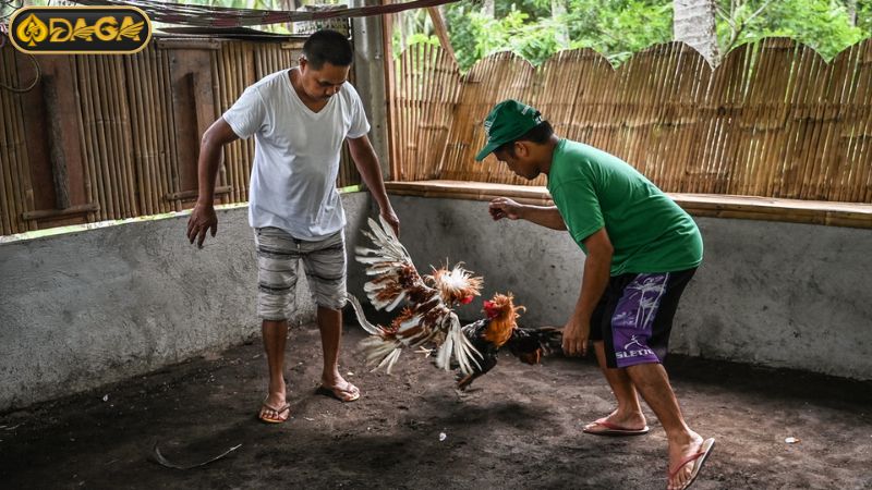 Cách chơi gà đá Philippines tại DAGA