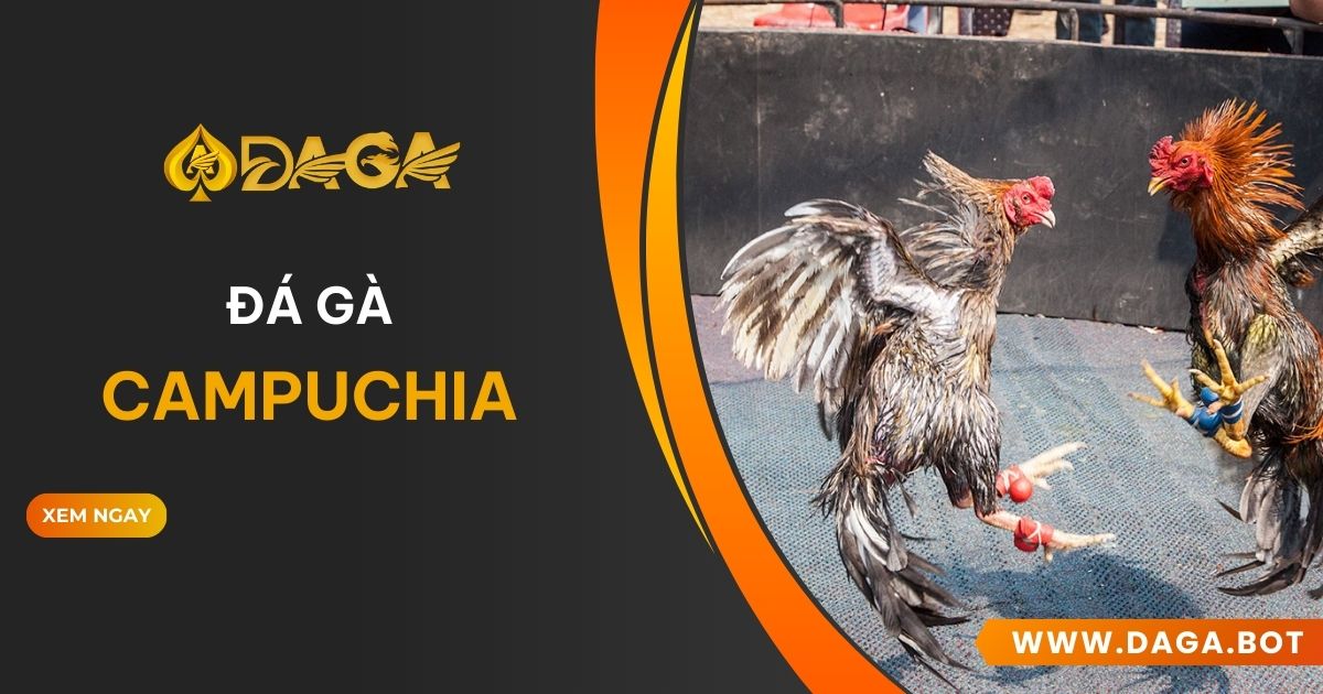 Đá gà Campuchia - Daga